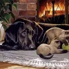 Lab And Cats Diamond Painting