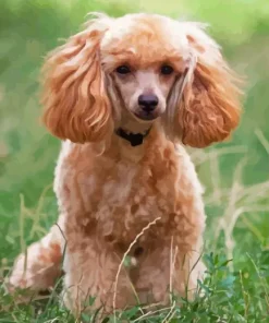 Miniature Poodle Dog Diamond Painting