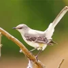 Mockingbird Diamond Painting
