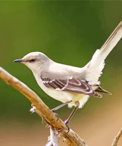 Mockingbird Diamond Painting