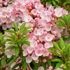 Mountain Laurel Flowers Diamond Painting