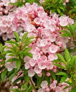 Mountain Laurel Flowers Diamond Painting