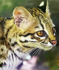 Oncilla Cat Tiger Diamond Painting