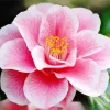 Pink Camellia Flower Diamond Painting