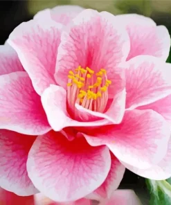 Pink Camellia Flower Diamond Painting