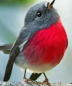 Pink Robin Bird Diamond Painting