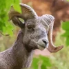 Sheep With Horns And Green Leaves Diamond Painting