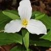 Trillium Diamond Painting