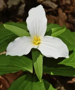 Trillium Diamond Painting