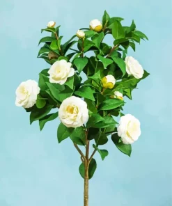 White Camellia Flowers Diamond Painting
