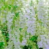 White Wisteria Diamond Painting