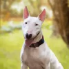 White Bull Terrier Diamond Painting