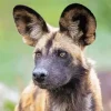 African Wild Dog Diamond Painting