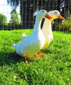 American Pekin Ducks Diamond Painting