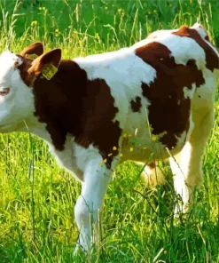 Baby Brown And White Cow Diamond Painting