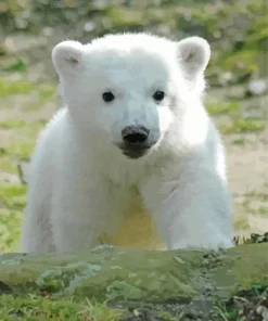 Baby Knut Polar Bear Diamond Painting