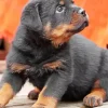 Baby Rottweiler Diamond Painting