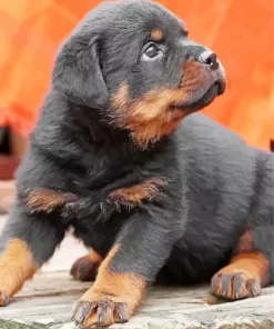 Baby Rottweiler Diamond Painting