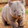 Baby Wombat Diamond Painting