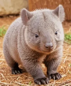 Baby Wombat Diamond Painting