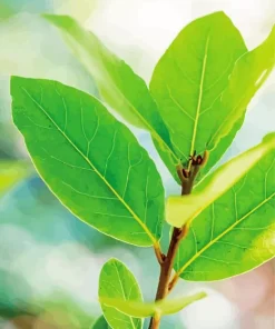 Bay Laurel Leaves Diamond Painting