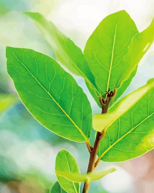 bay Laurel leaves Diamond With Numbers Bay Laurel Leaves Diamond Painting