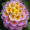 Beautiful Lantana flowers Diamond Painting