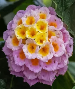 Beautiful Lantana flowers Diamond Painting
