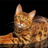 Bengal Cat Diamond Painting