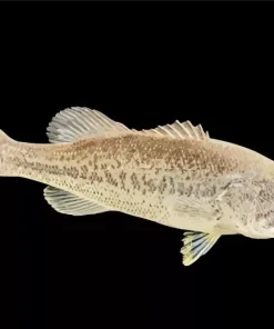 Black Bass Fish Diamond Painting