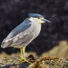 Black Crowned Night Heron Diamond Painting