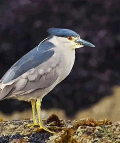 Black Crowned Night Heron Diamond Painting