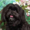 Black Shih Tzu Diamond Painting