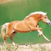 Blonde Stallion Horse Diamond Painting