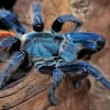 Blue Tarantula Spider Diamond Painting