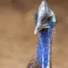 Blue Head Cassowary Diamond Painting