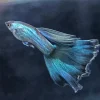 Blue Moscow Guppy Diamond Painting