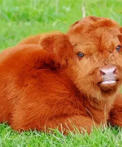 Brown Fluffy Cow Diamond Painting
