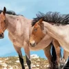 Brown Mustang Horses Diamond Painting