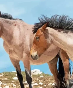 Brown Mustang Horses Diamond Painting