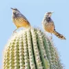 Cactus Wren Diamond Painting