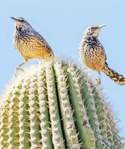 Cactus Wren Diamond Painting