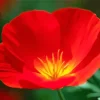 California Poppy Red Chief Diamond Painting