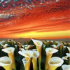 Calla Lily Valley At Sunset Diamond Painting