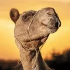 Camel Face Diamond Painting