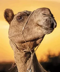 Camel Face Diamond Painting