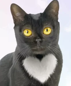 Cat With Heart Shaped Fur Diamond Painting