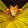 Chachi Tree Frog Diamond Painting