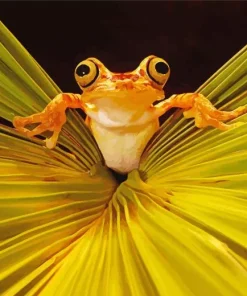 Chachi Tree Frog Diamond Painting