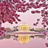 Cherry Blossom Jefferson Memorial Diamond Painting
